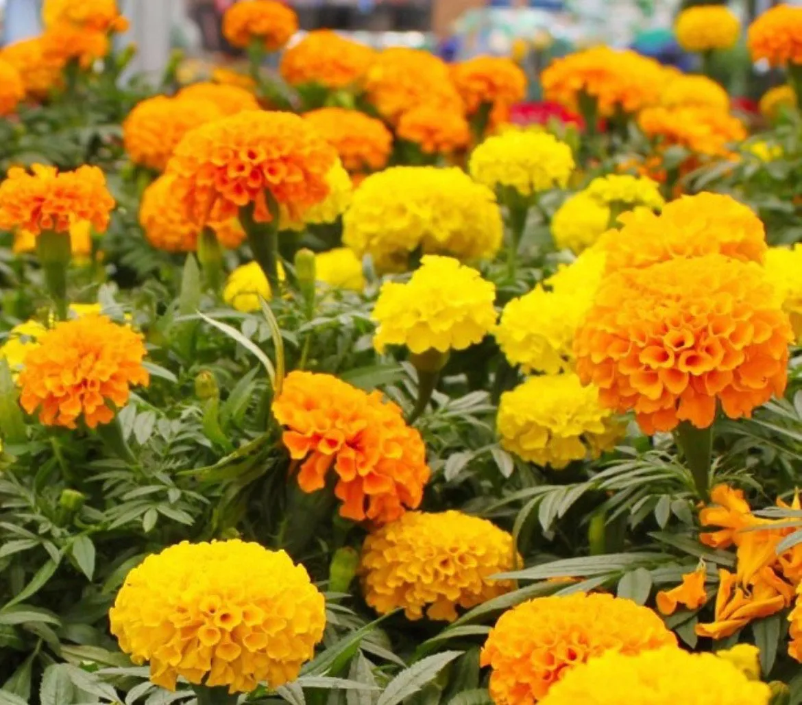 Marigolds amarillos y anaranjados