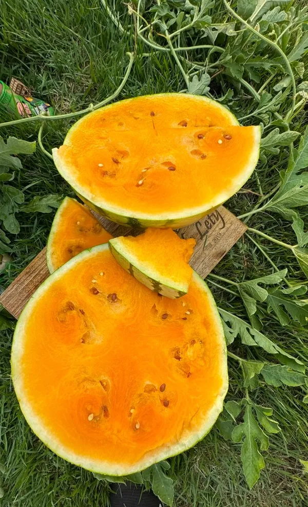 Sandía naranja cosechada en nuestro huerto
