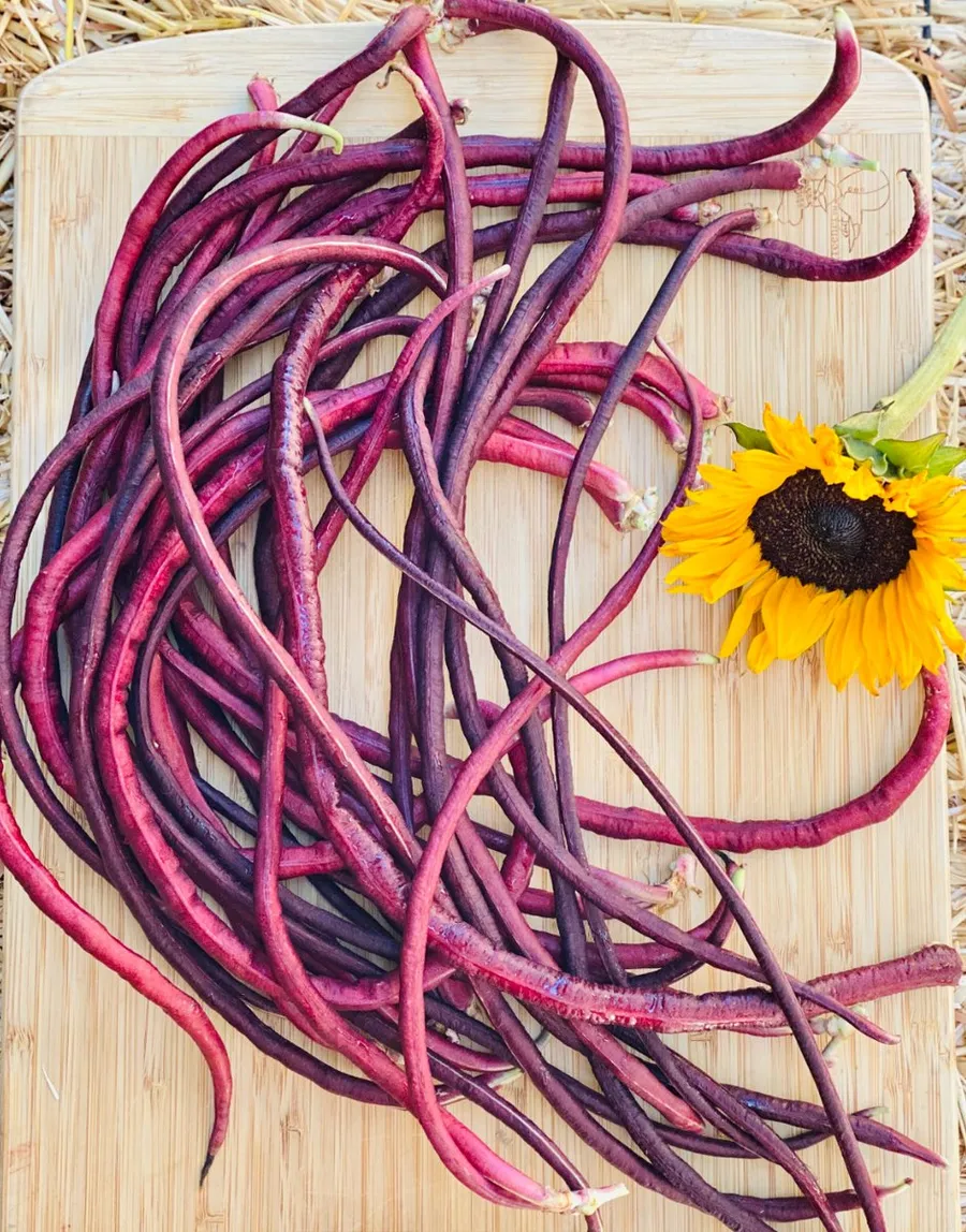 Cosecha de habichuela morada larga con un girasol, de nuestro huerto