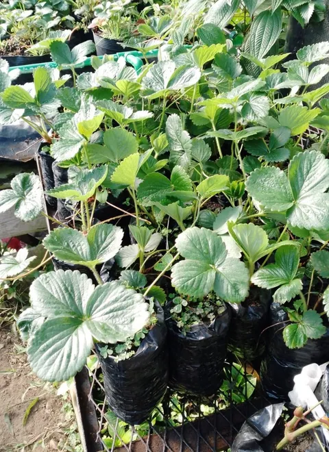 Plantón de fresa