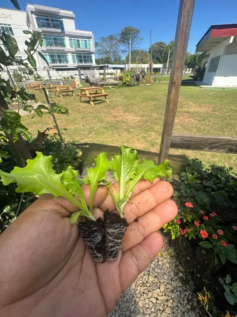 Plantón de lechuga crespa