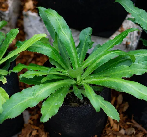 Semilla de culantro panameño