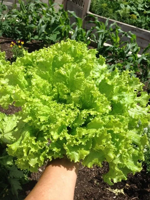 Semilla de lechuga crespa
