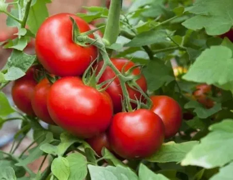 Semilla de tomate Santa Rosa