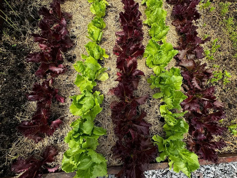 Bancal de lechugas rojas y verdes en nuestro local de Terronal